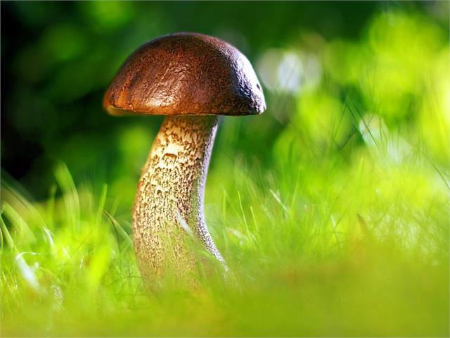 Foto per Autorizzazione per la raccolta dei funghi - Comune di Selva di Val Gardena
